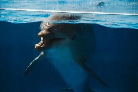 Gray dolphin underwater in pool Stock Photos