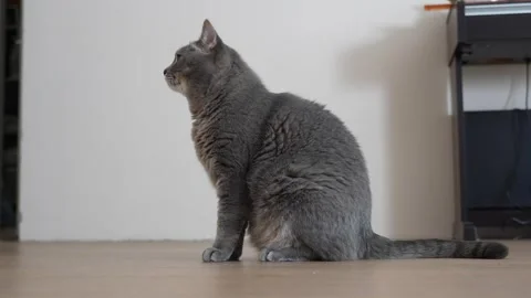 Gray domestic cat itches Stock Footage 276429232