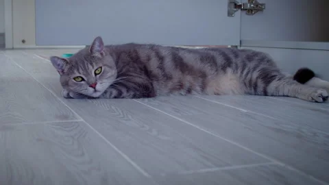 A gray domestic cat is lying on a light floor, looking at the camera Video stock 330588159