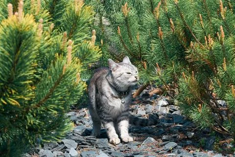 A gray domestic cat sniffs pine needles. Photo wallpaper with a cute cat Stock Photos