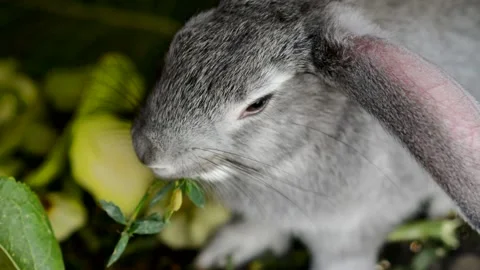 A gray domestic rabbit eats grass on a farm on a summer day Stock Footage 149024745