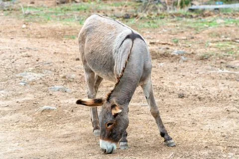 A gray donkey bends its snout to feed on corn in a farm yard. Stock Photos