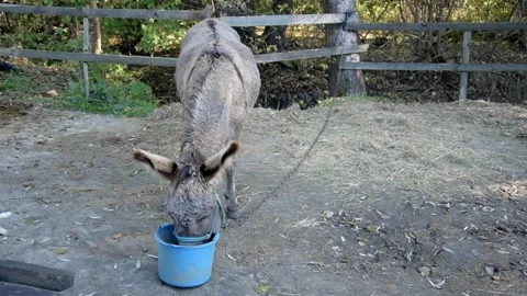 A gray donkey drinks water from a blue bucket 動画素材 343685131