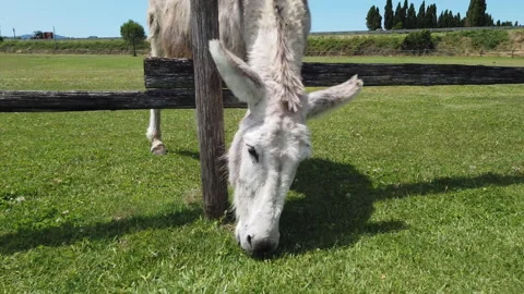Gray donkey eating grass through a fence, real time scene Video stock 131541931
