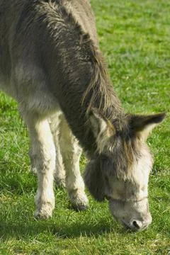 Gray Donkey Grazing Stock Photos