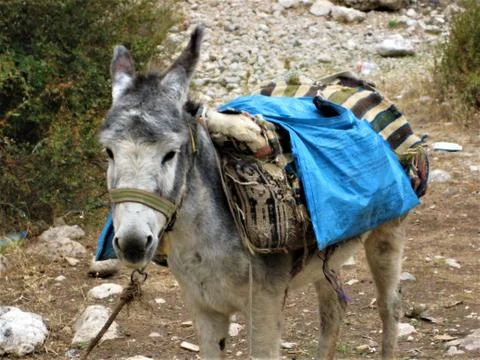 Gray donkey with half empty panniers on the back Stock Photos