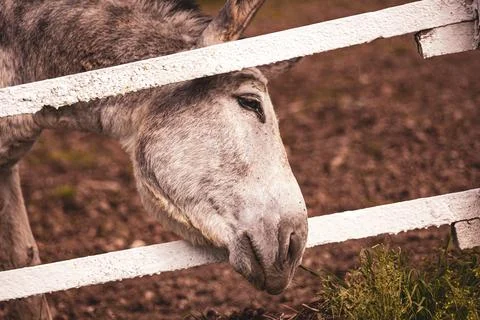 Gray donkey head behind white wooden fence grazing Stock Photos