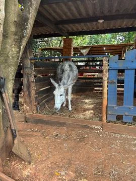 Gray donkey lying in the corral. Stock Photos