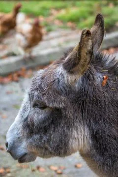 Gray donkey portrait Stock Photos