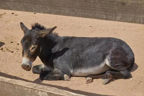 Gray donkey resting peacefully on sandy farm paddock Stock Photos