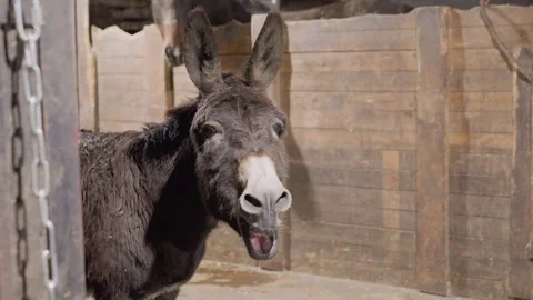 Gray donkey in rustic barn. Shaggy donkey vocalizing in stable environment Video stock 345169248