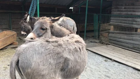 Gray donkey scratching himself on the farm 動画素材 119078886