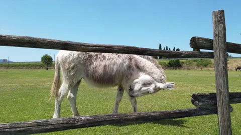 Gray donkey scratching itself Stock Footage 131548730