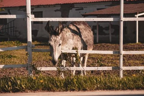 Gray donkey standing behind white fence on rural farm Stock Photos