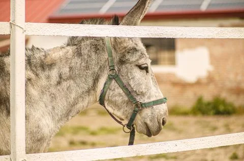 Gray donkey standing behind white fence on farm Stock Photos