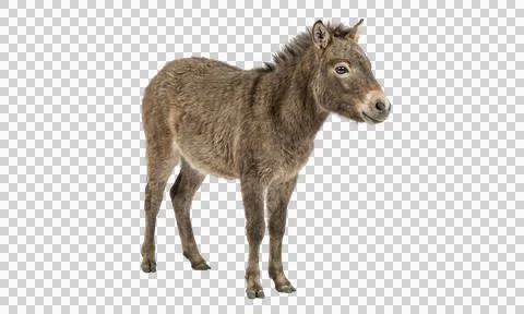 Gray donkey standing profile view on transparent background animal 写真素材