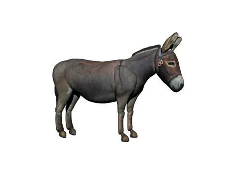 Gray donkey stands in the pasture Stock Illustration