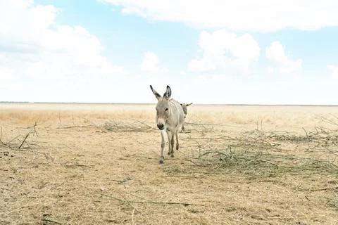 Gray donkey in the steppe Stock Photos