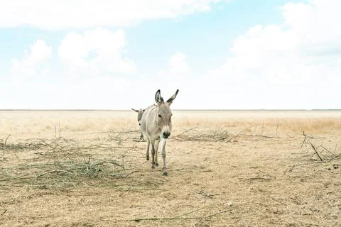 Gray donkey in the steppe Stock Photos