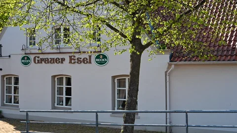 The gray donkey in vegesack Video stock 129268117