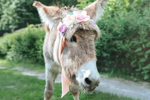 Gray donkey in a wreath Stock Photos