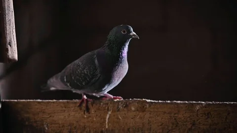 Gray dove on a black background in slow motion. Video stock 123459912