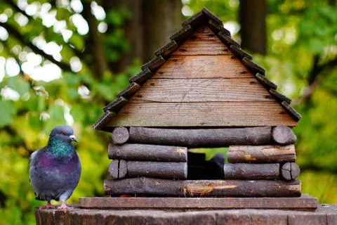 Gray dove with a bright neck next to a bird feeder made of wood Stock Photos