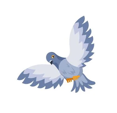 Gray dove flying with spread wings and orange paws on white background Illustrazione stock