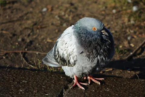 The gray dove on the ground huddled Stock Photos