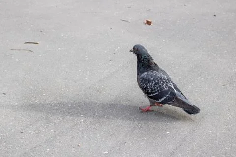 Gray dove on the pavement with shadow Stock Photos