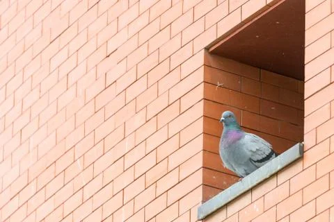 Gray dove Foto stock