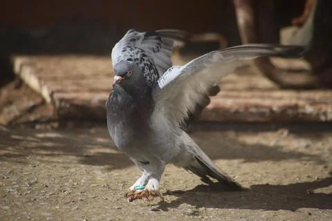 Gray dove with spread wings Stock Photos