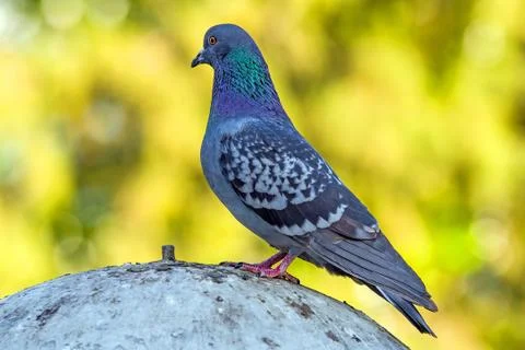 Gray dove standing Stock Photos
