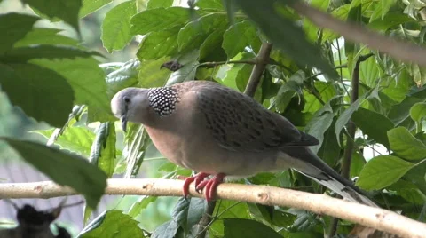 Gray Dove in Tree Stock Footage 65829857