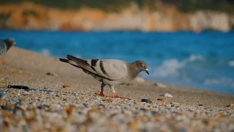 Gray dove walking along sandy beach or coastline and pecking grains Video stock 111074579