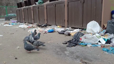 Gray doves peck from the asphalt on a dump near metal trash bins. Stock Footage 145520710