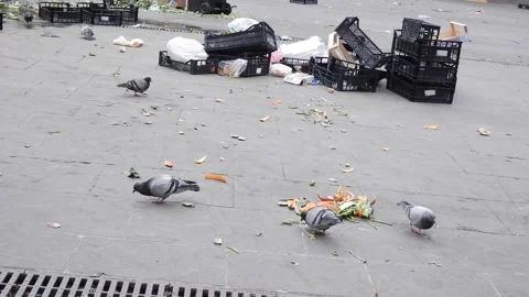 Gray doves peck from the asphalt on a dump near metal trash Vídeos de archivo 173470204