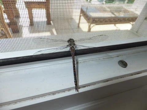 Gray dragonfly sits on a window. Close-up, view from above. Foto stock