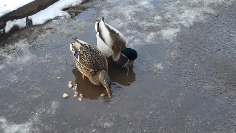 A gray duck and a drake pick up bread in a puddle on the asphalt 스톡 동영상 306796990