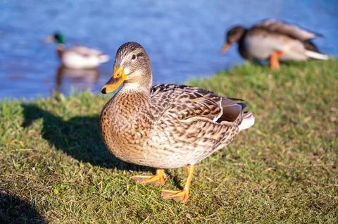 Gray duck on the background of the lake Stock Photos
