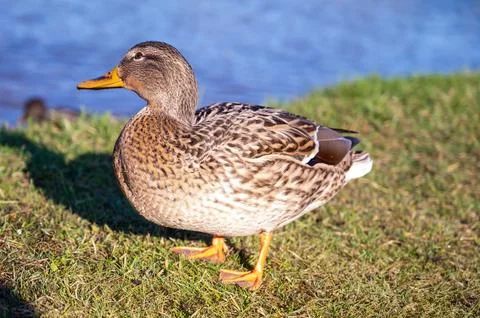Gray duck on the background of the lake Stock Photos