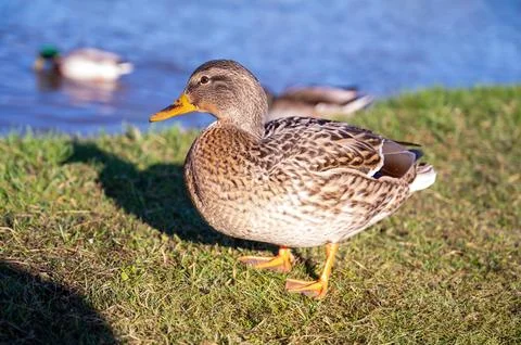 Gray duck on the background of the lake Stock Photos