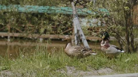 Gray ducklings clean their feathers Stock Footage 261470450