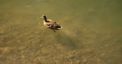 Gray ducks dive under water while feeding Stock Footage 162847694
