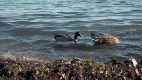 Gray ducks dive under water while feeding on a seashore. Birds feed in ponds Stock Footage 221042751
