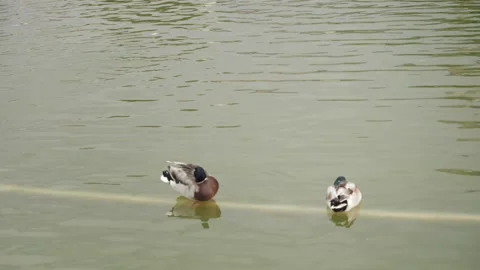 Gray ducks sit sleeping on calm green pond water in park Stock Footage 151784560