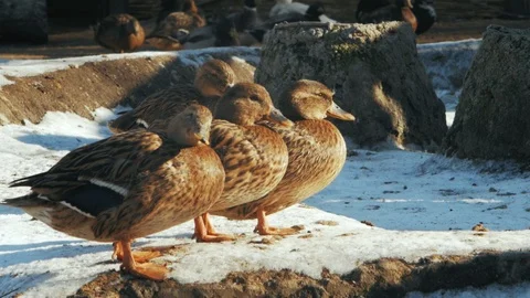 Gray ducks stand in the snow (gadwall. anas strepera) Stock Footage 101544471