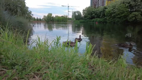 Gray ducks swim in the pond in the evening. Stock Footage 155583748
