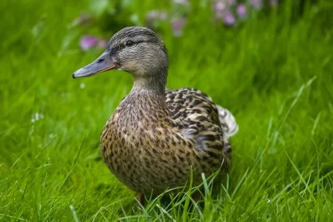 Gray ducks walk on the grass Stock Photos