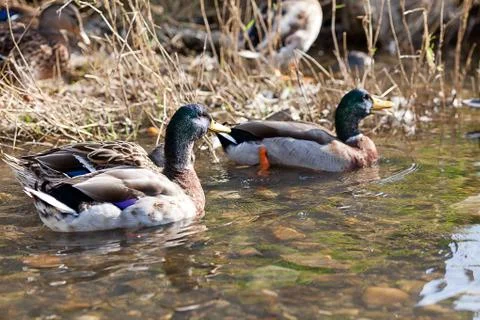 Gray ducks in the water Foto stock